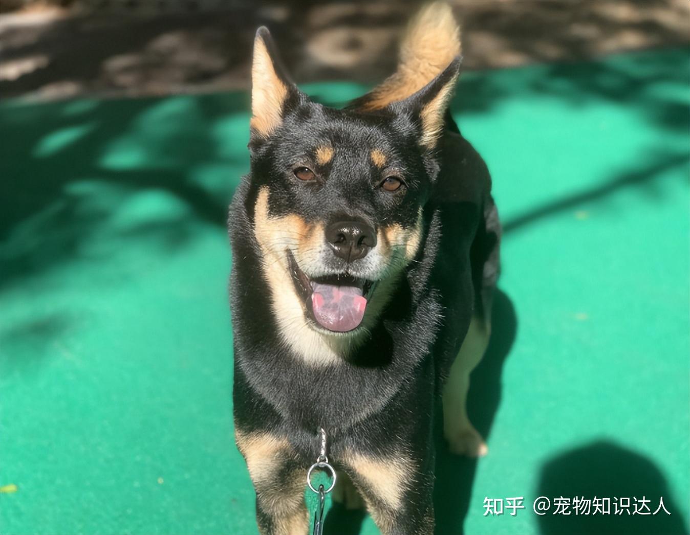 告诉你一个秘密:养狗,最好养四眼狗! - 知乎