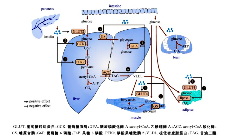 细胞代谢生物学功能及其信号通路详解 - 知乎