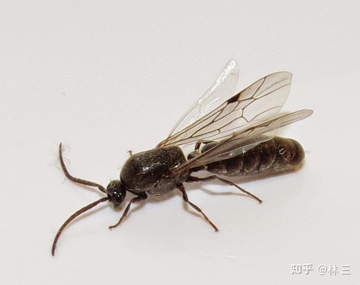 家里出现了一只带翅膀的像蚂蚁一样的虫子是怎么回事?