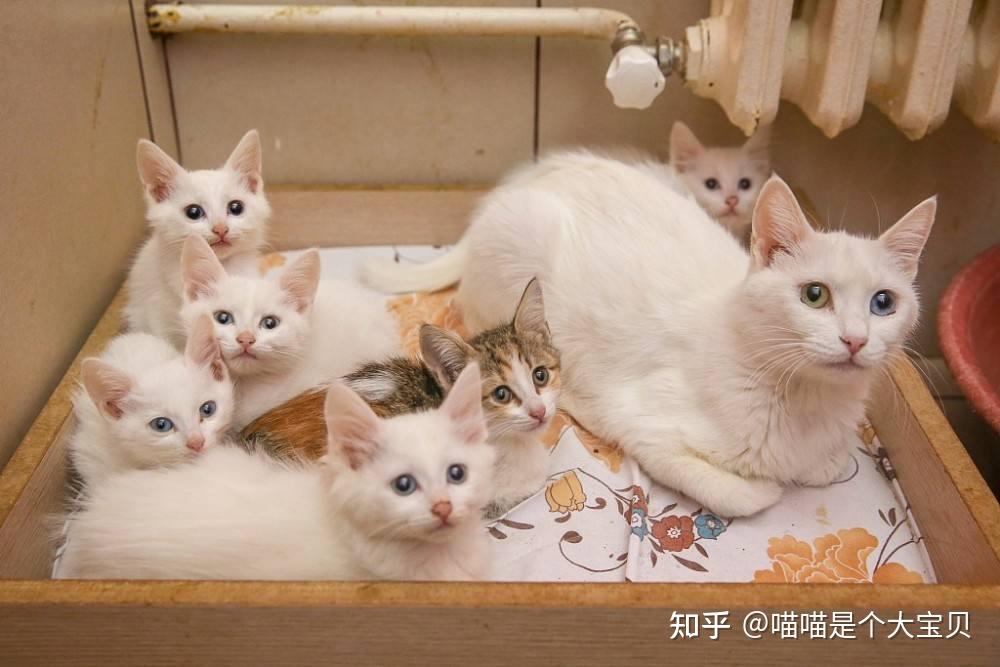 养“公猫”还是“母猫” ?老实说,区别还是很大 - 知乎