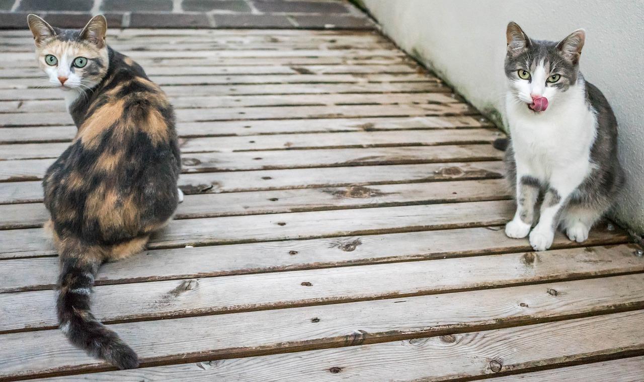 猫咪的优雅步态