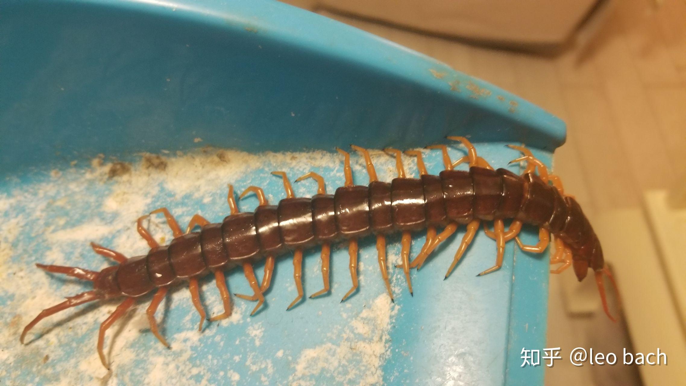 海南的虫子是不是很恐怖?