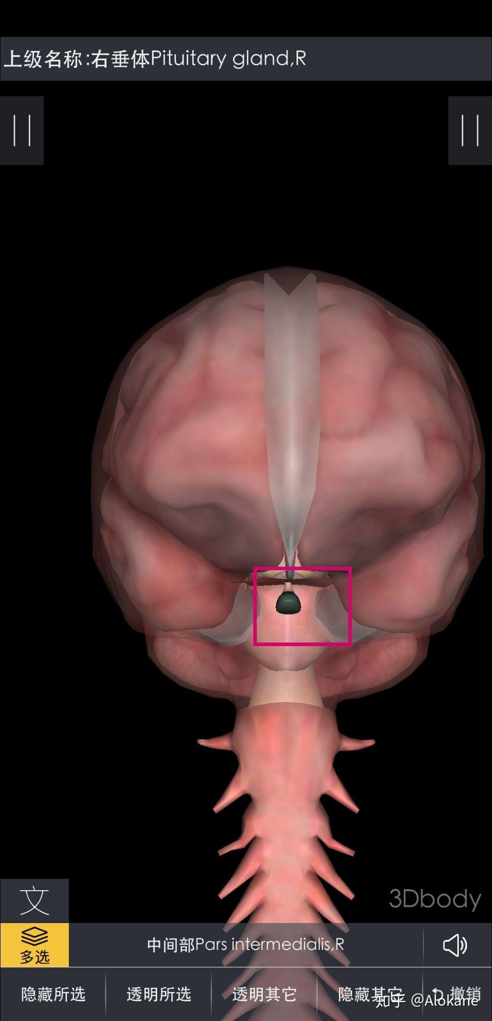 人体脑垂体位置图片图片