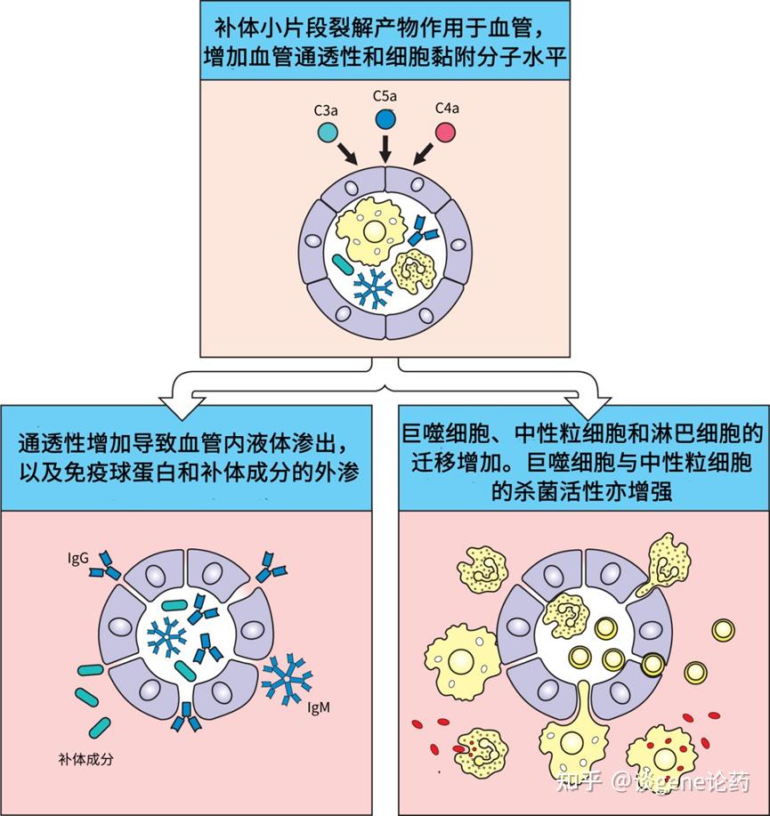 补体系统与固有免疫(八) - 知乎