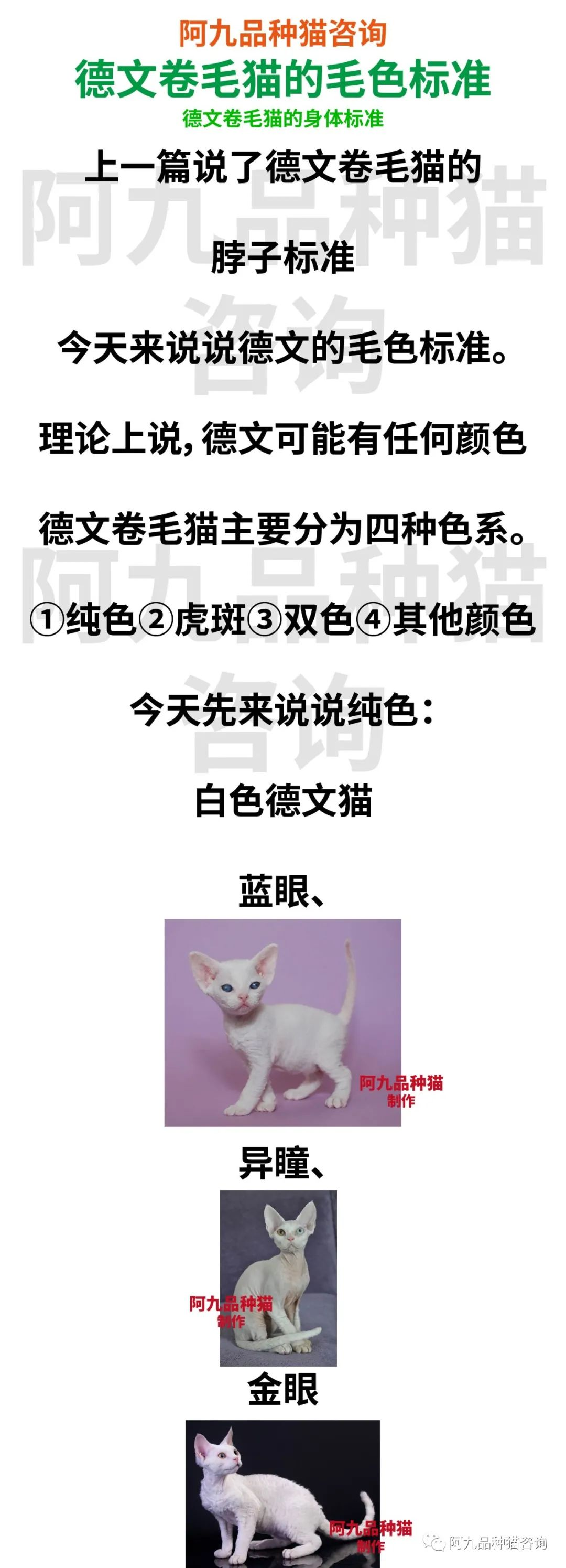 德文卷毛猫基因缺陷图片