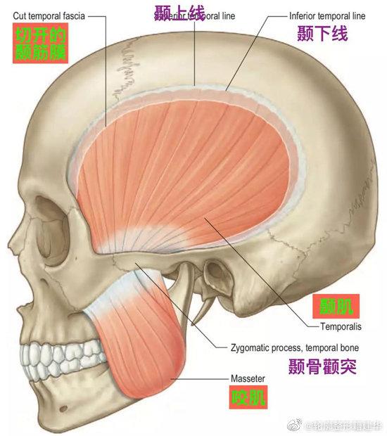 做下颌角截骨时要不要去咬肌？ - 知乎