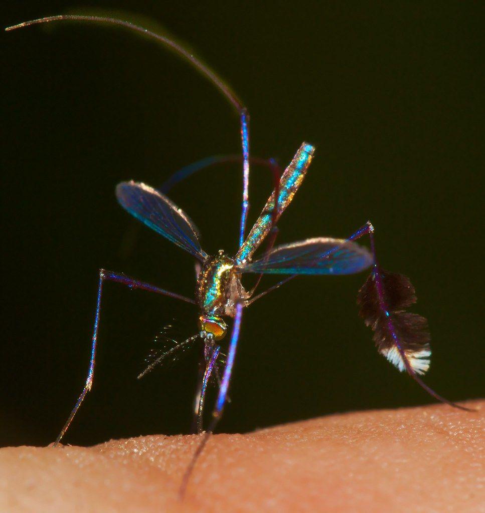 辽宁海关首次捕获 4 只金色蚊子:系黄色轲蚊,属中型黄色蚊虫,这一种类