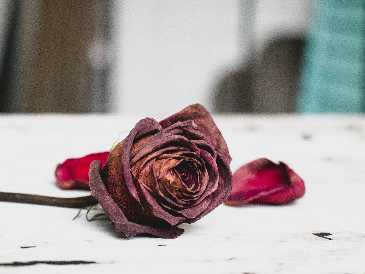 3. 折纸百合花步骤