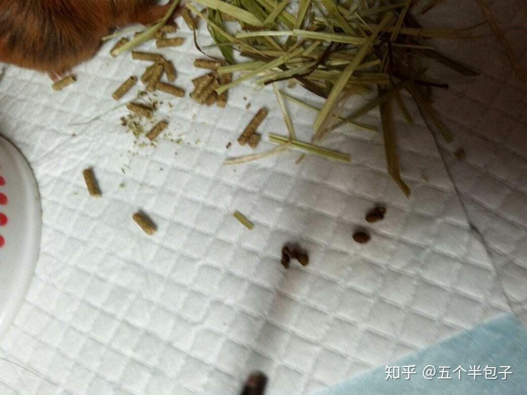 动物的粪便都是什么样的? - 知乎