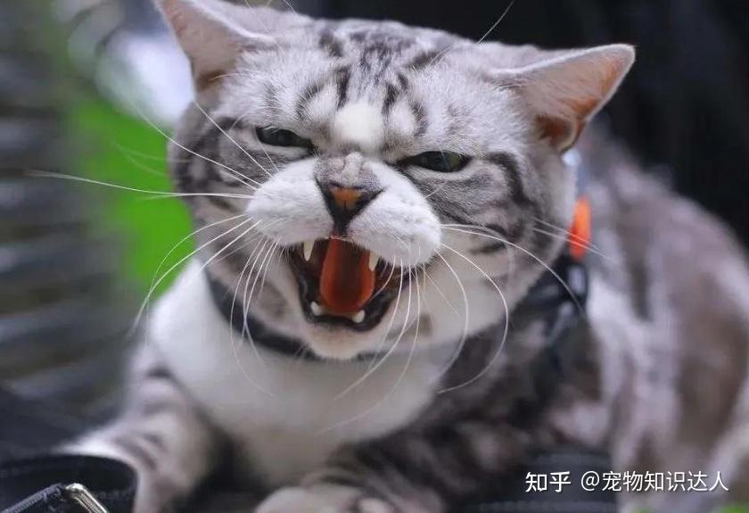 攻击性强的7种猫咪:中国猫上榜 - 知乎