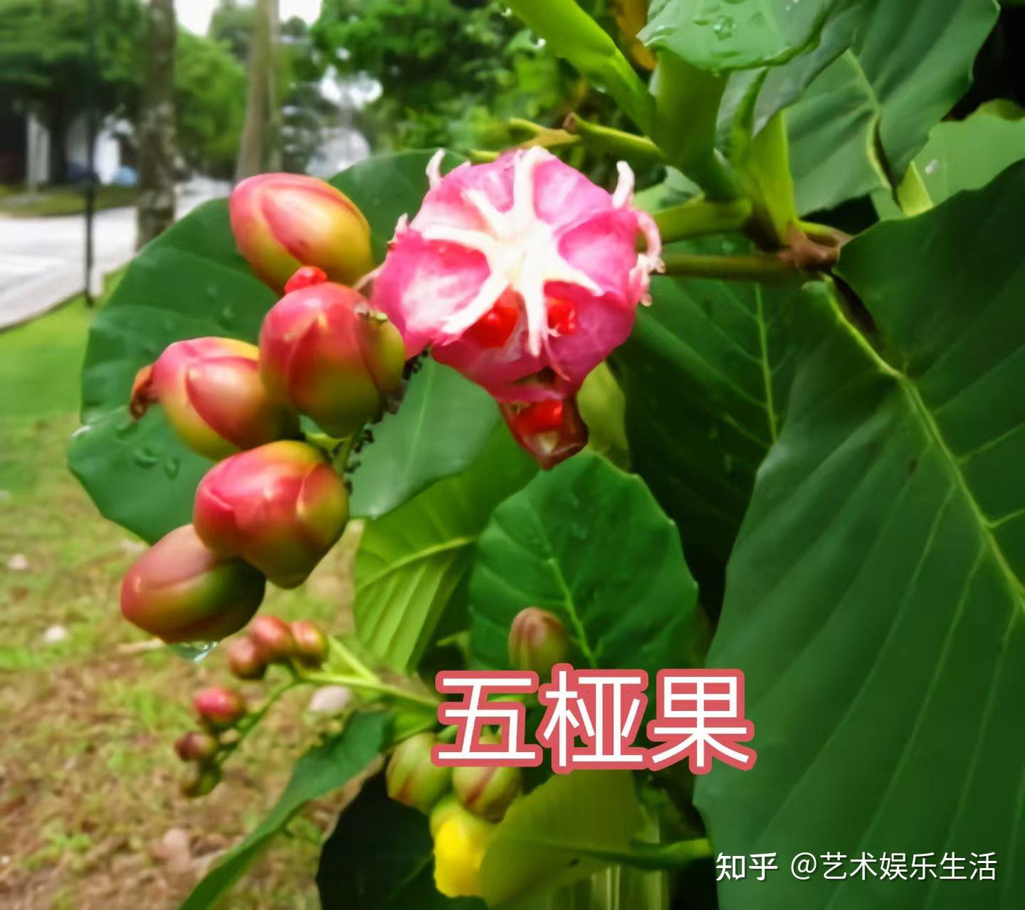 五桠果科的6种代表植物 - 知乎