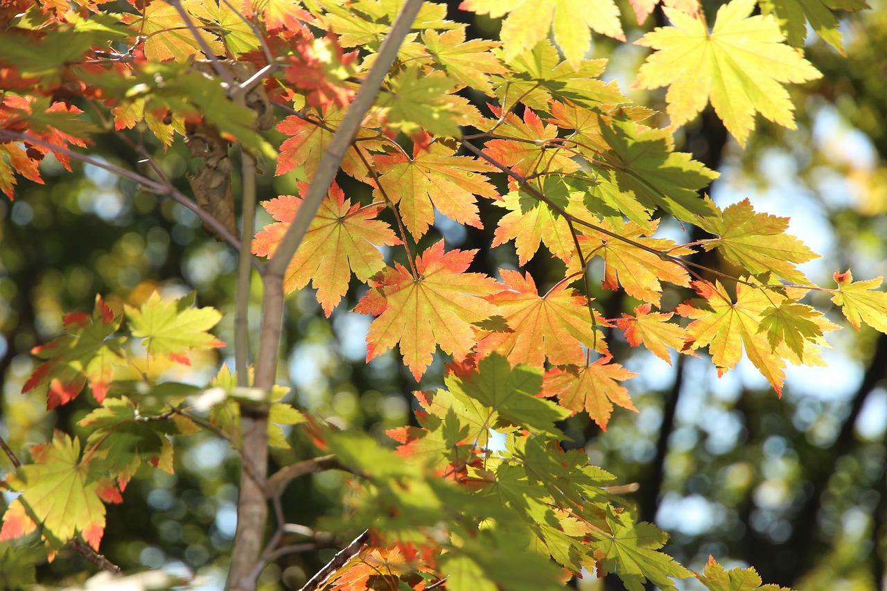 3. 光照调整建议