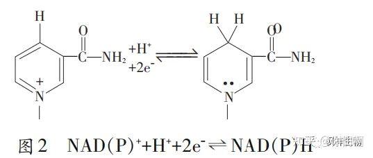 NADPH为暗反应提供能量的机理是什么?要转移磷酸基团吗? - 知乎