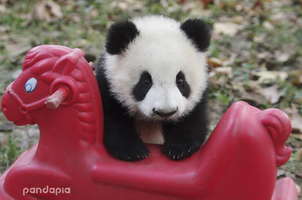 你有哪些收藏来反复看的大熊猫giantpanda的图片