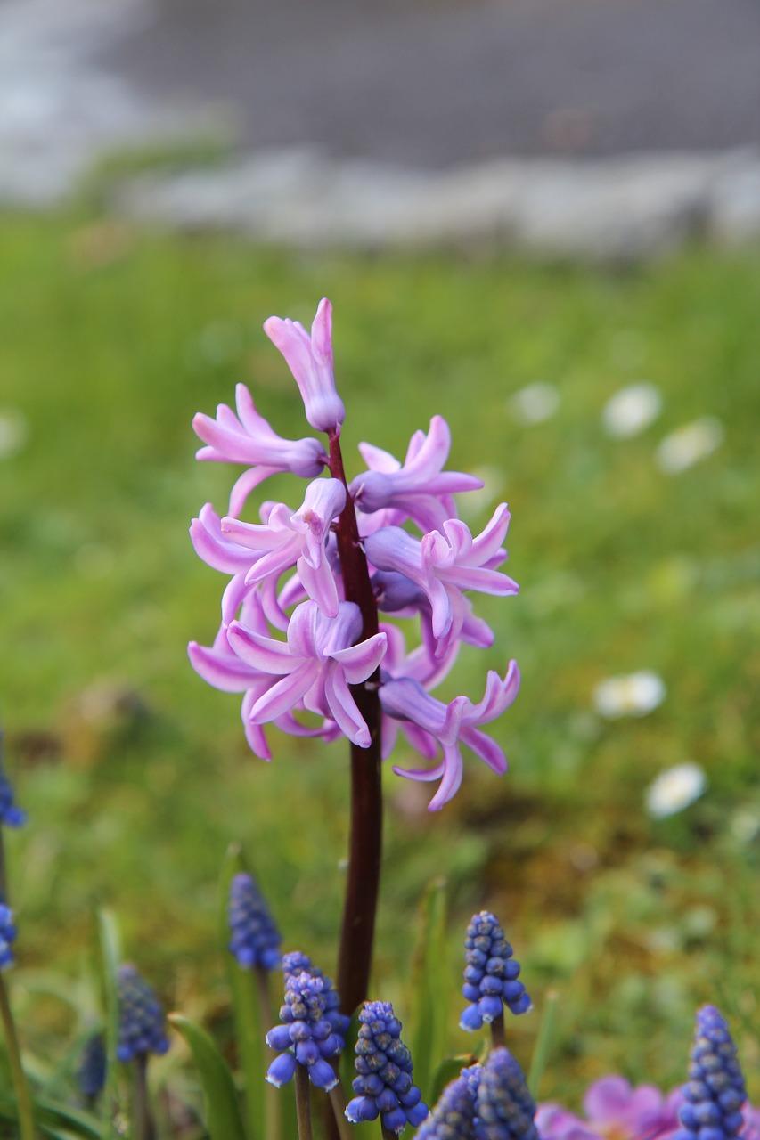 红色风信子花语是什么