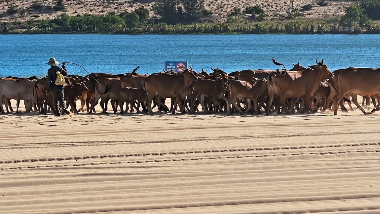 炒房黄牛应该怎么对付