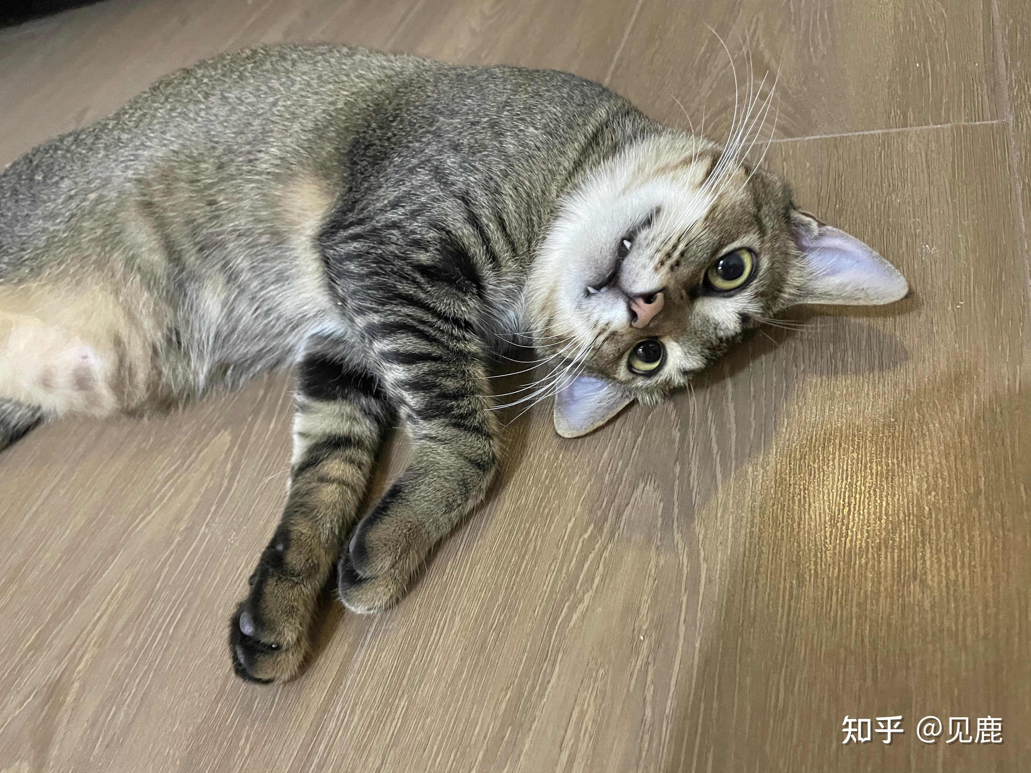 养雀猫(麻猫)是一种怎样的体验? - 知乎