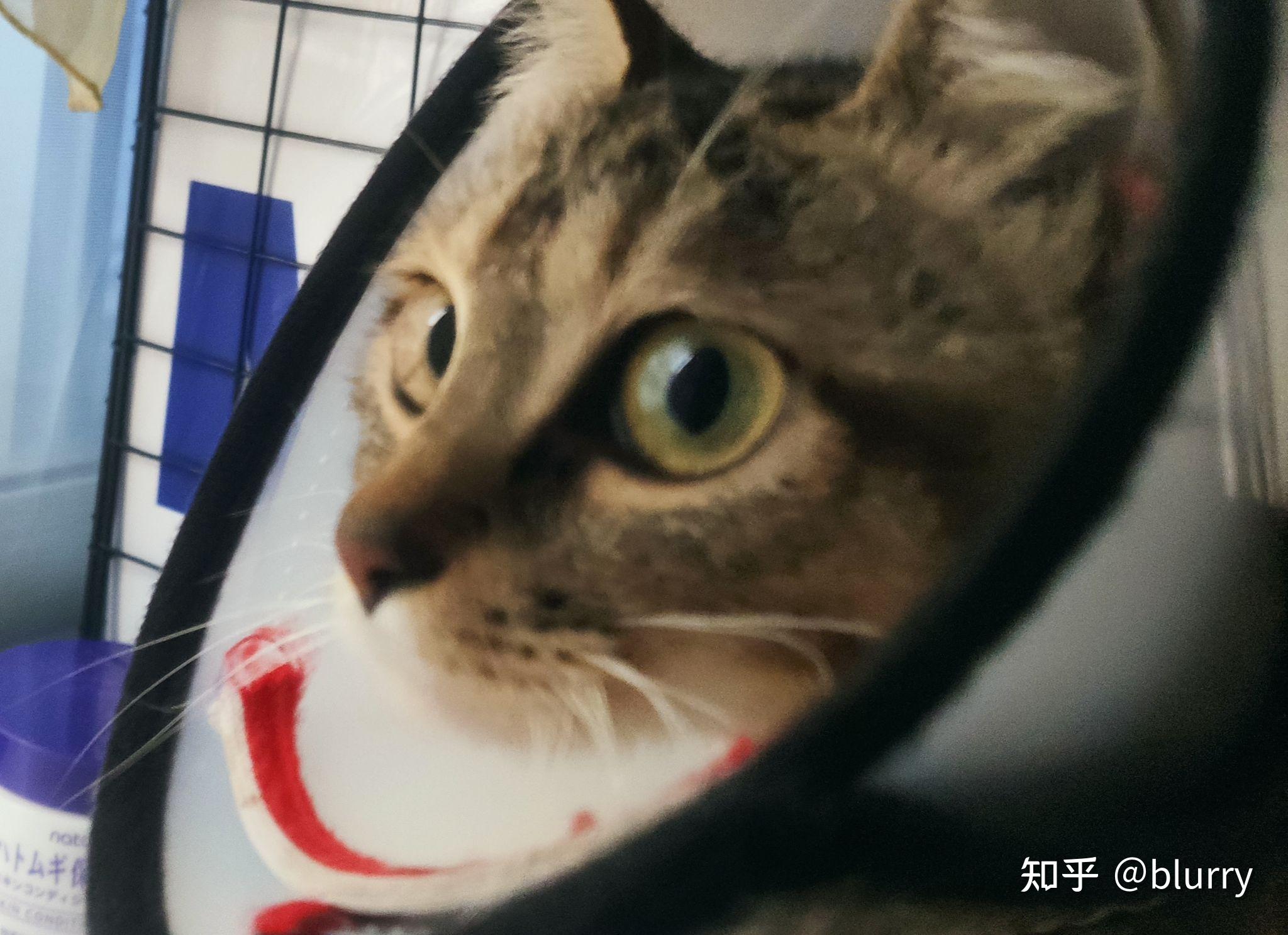 养雀猫(麻猫)是一种怎样的体验? - 知乎