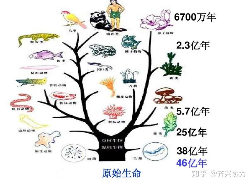 进化的本质是退能 - 知乎