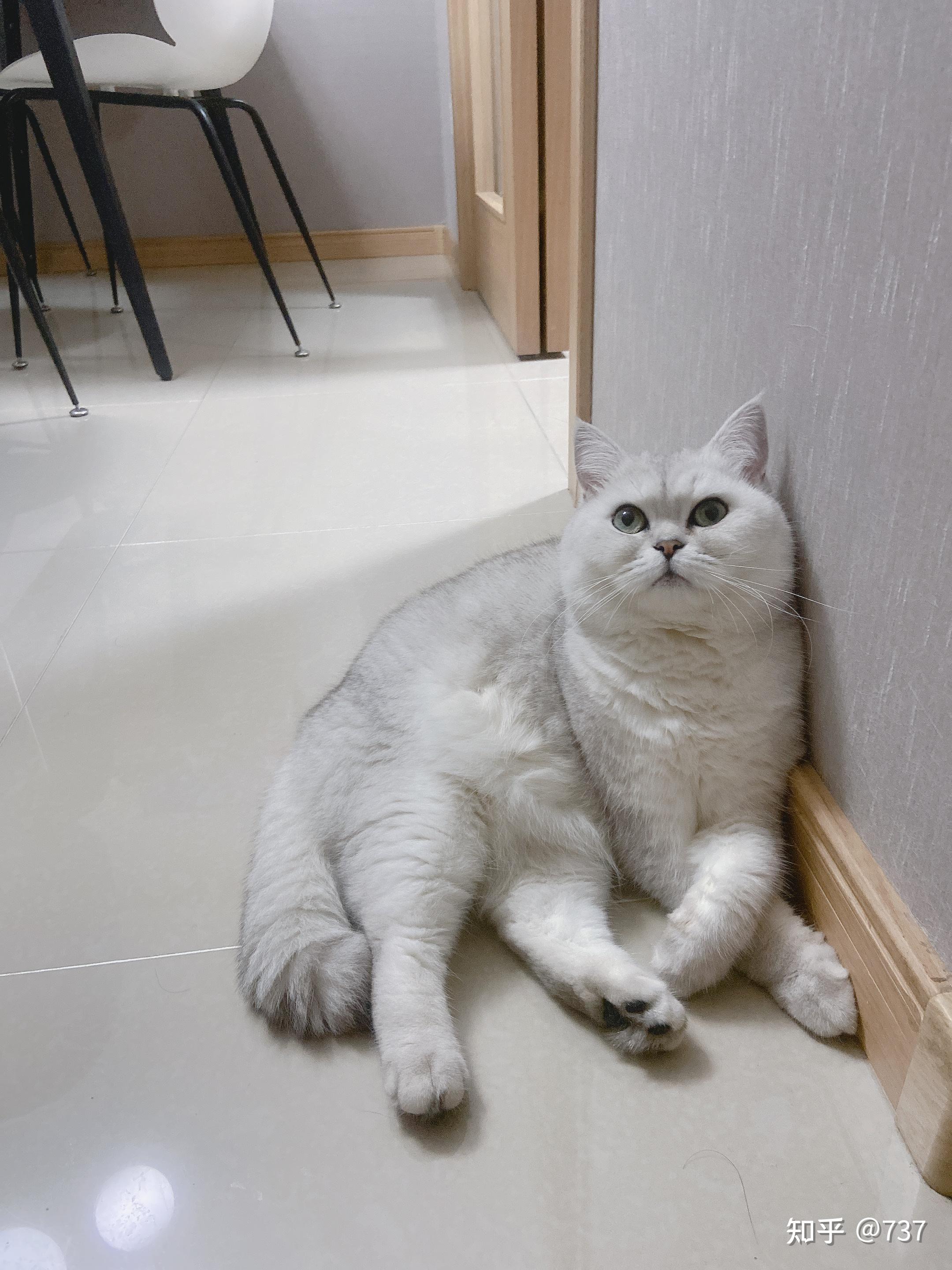 有人说银渐层比蓝猫掉毛厉害是真的么.