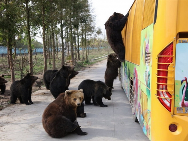 如何看待上海野生動物園飼養員實施作業時被熊攻擊不幸遇難一事類似