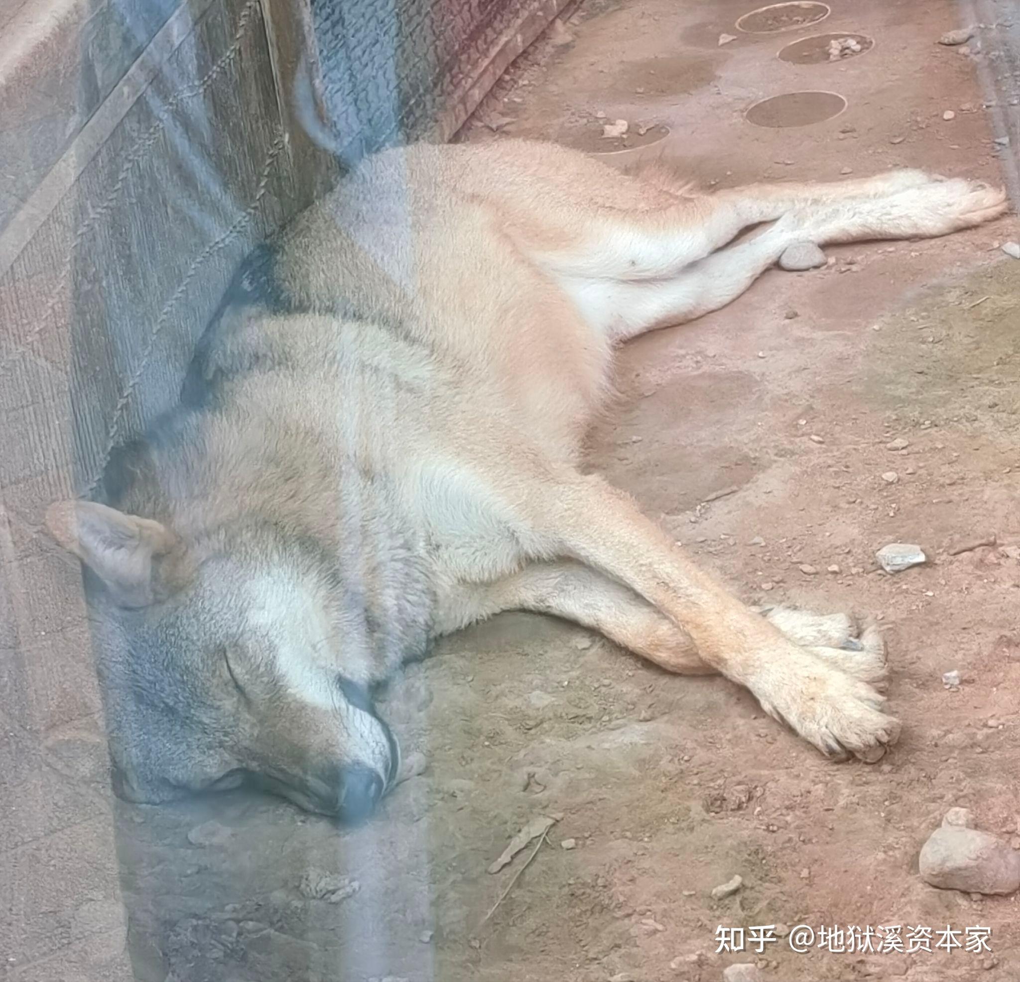 狗，狼，狐狸，郊狼，豺如何区分？ - 知乎