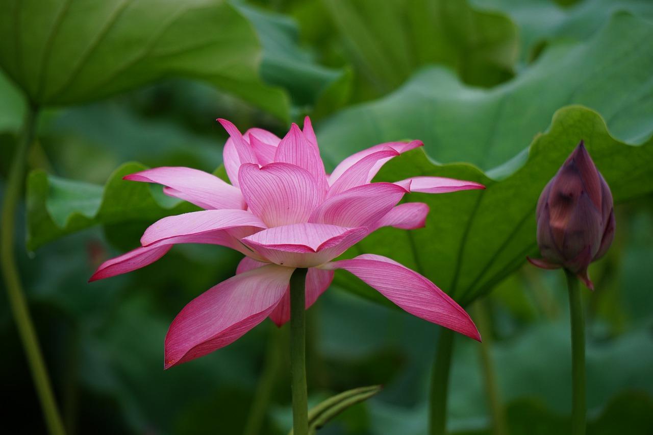 莲花竹的寓意什么