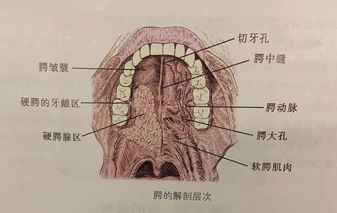 腭中缝图片