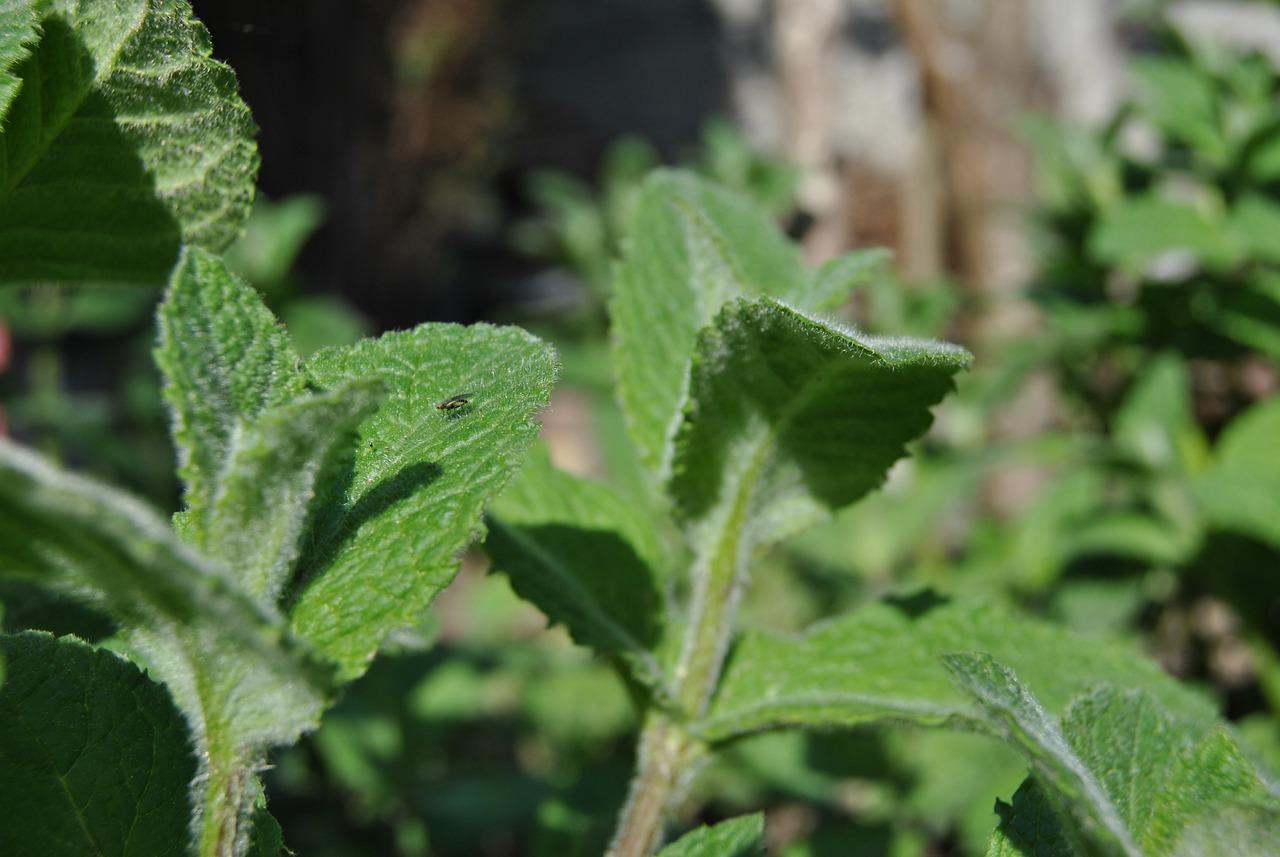 大叶伞叶子掉光怎么办