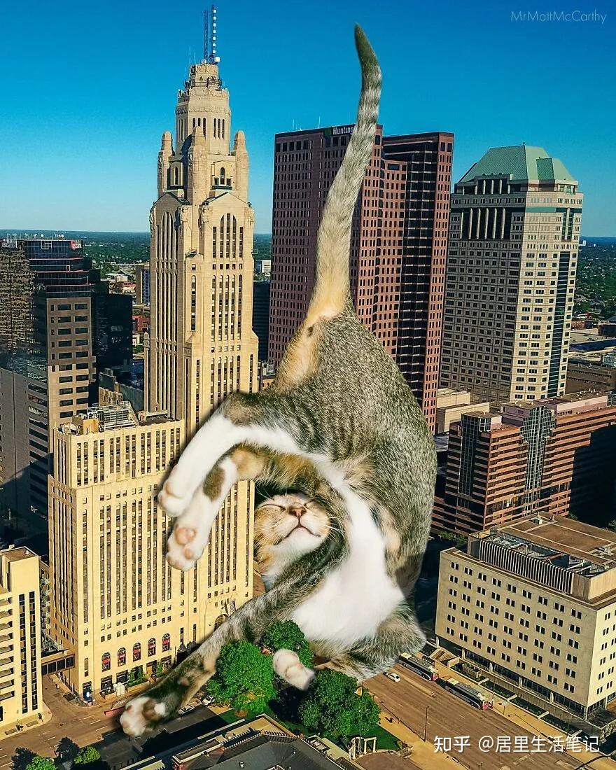 41岁美国帅大叔的"巨型猫咪"火了!网友:一天得吃多少小鱼干​