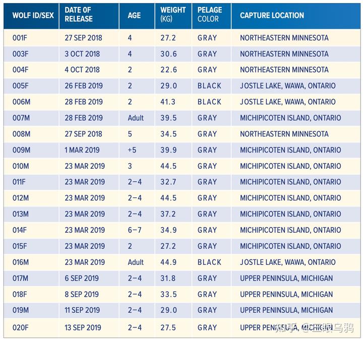 如果将 20 只狼和 500 只鹿放进同一孤岛，最后谁能活下来？