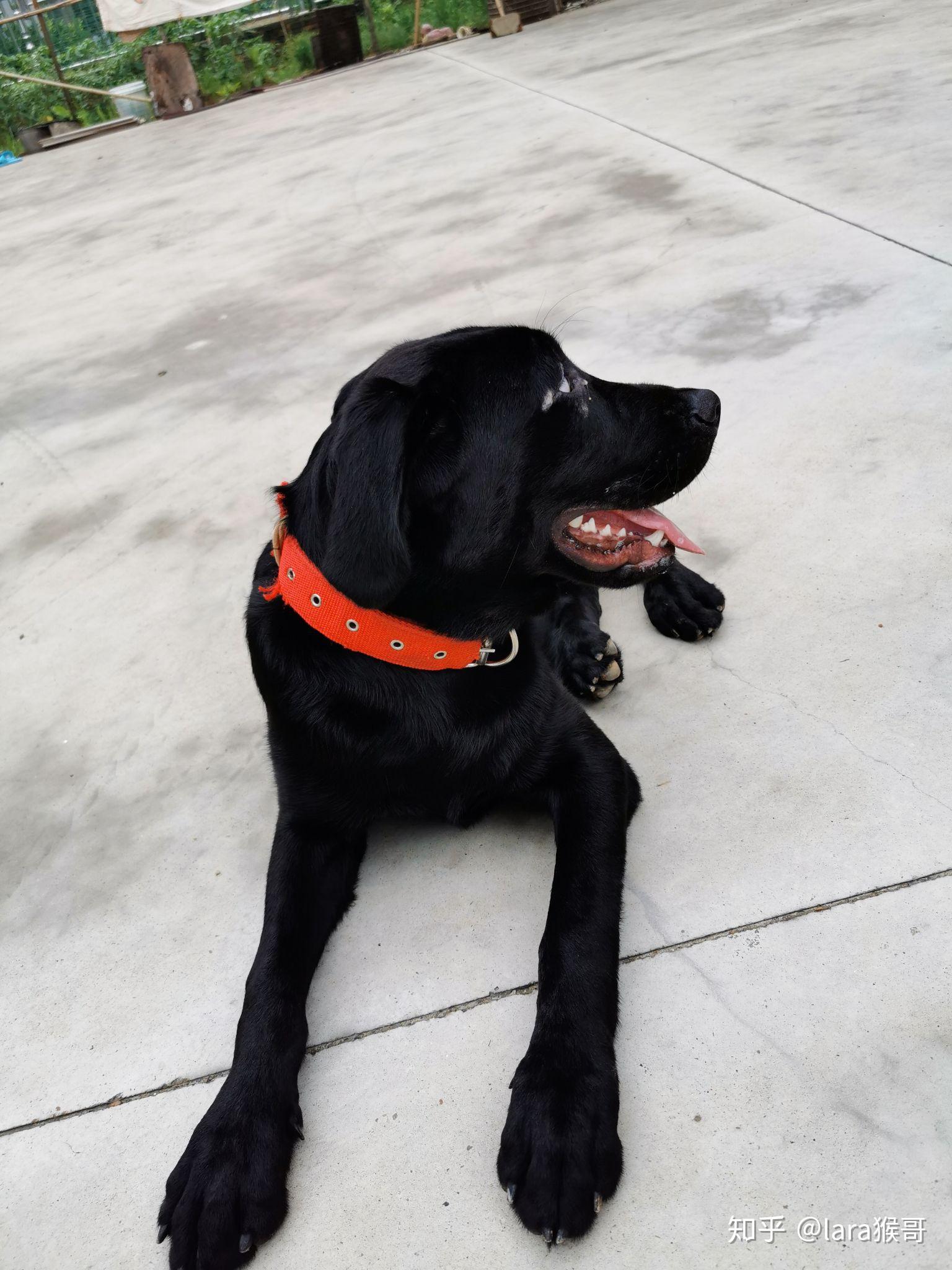 为什么说黑色的拉布拉多不要养? - 知乎
