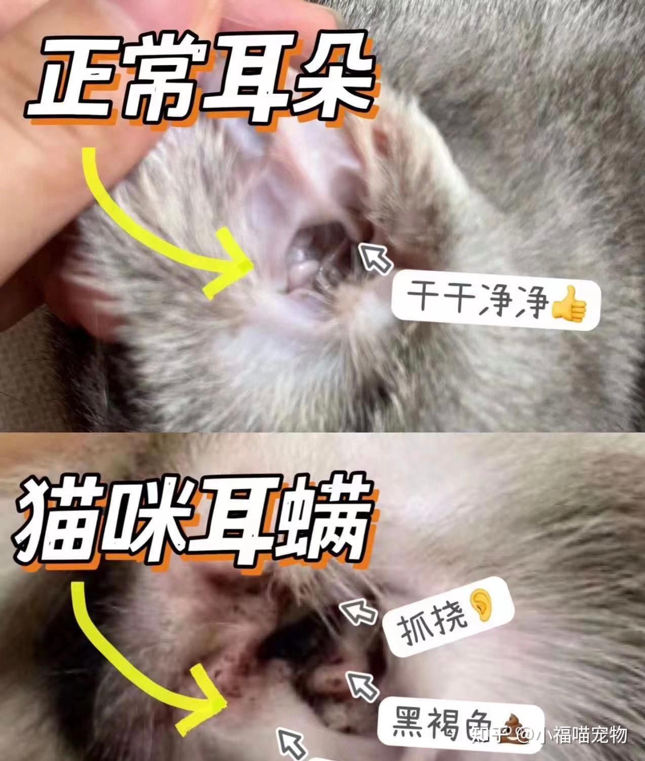 布偶猫的耳螨很多怎么清理? - 知乎