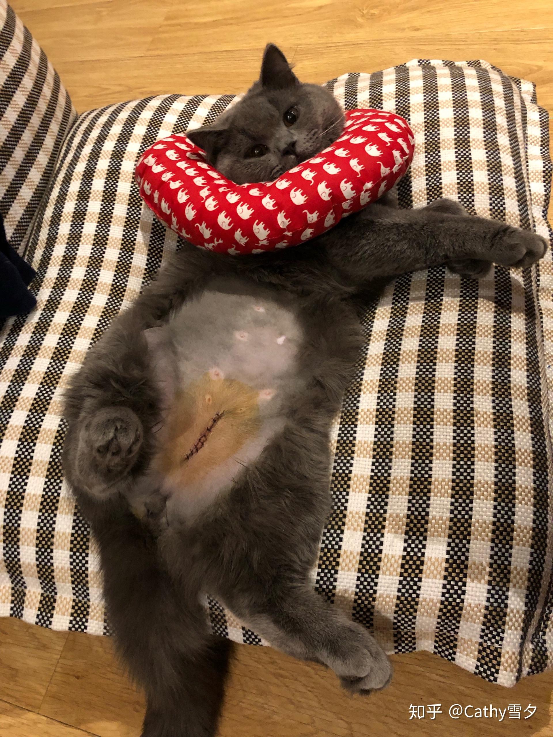 猫第一次发情我该做什么? - 知乎