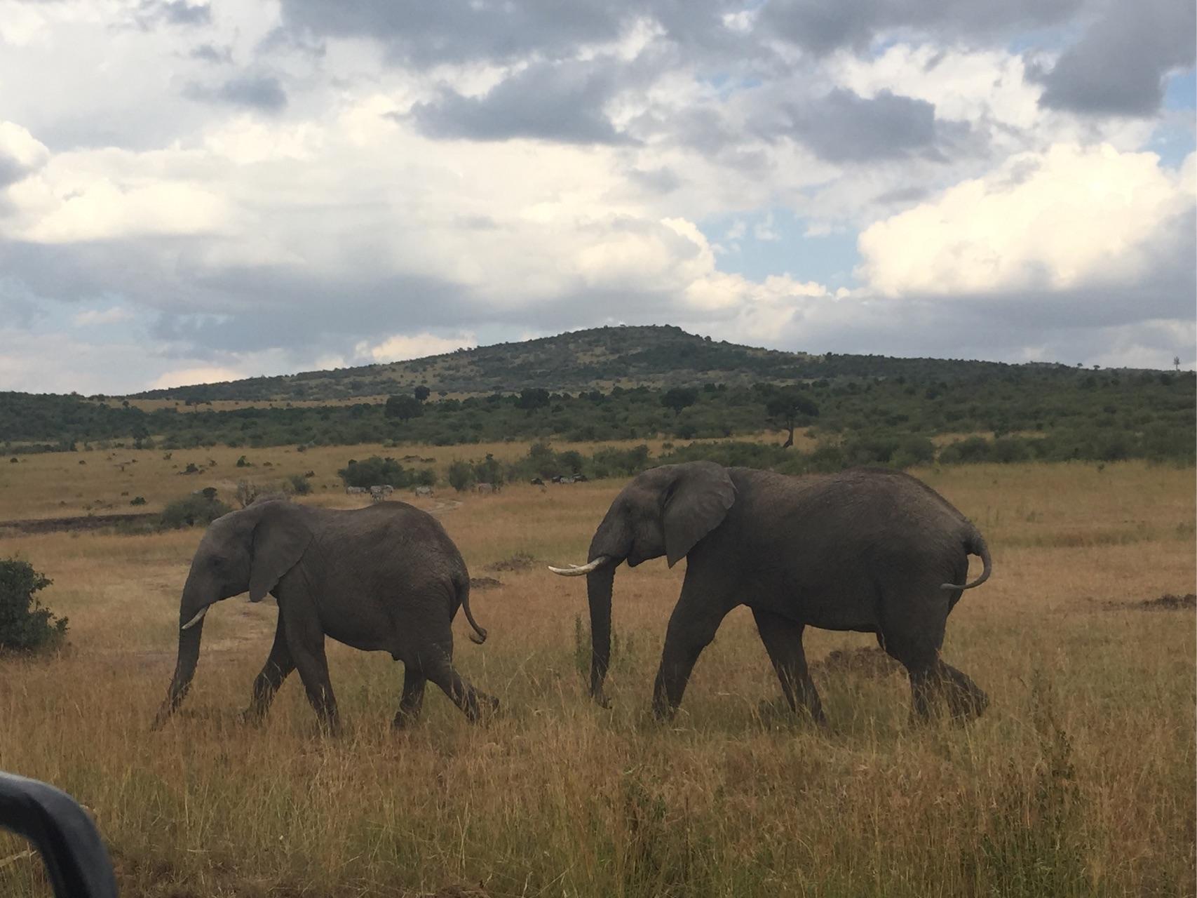 去肯尼亚旅行是一种什么体验?