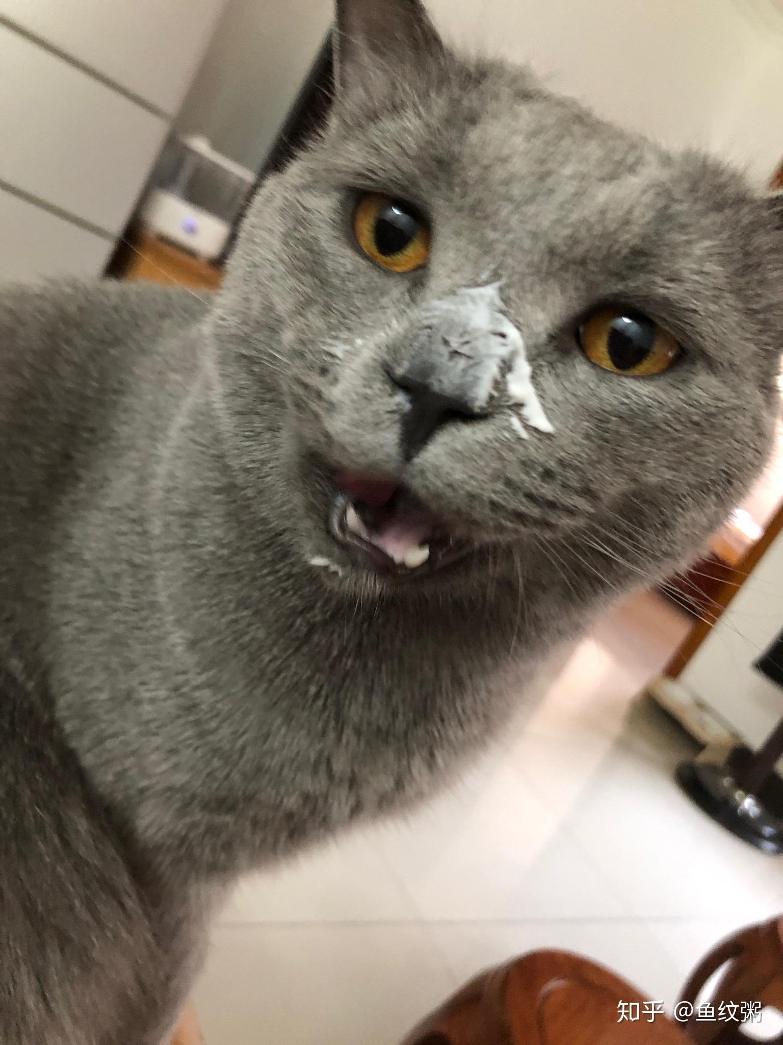 养一只特别丑的蓝猫是怎样的体验