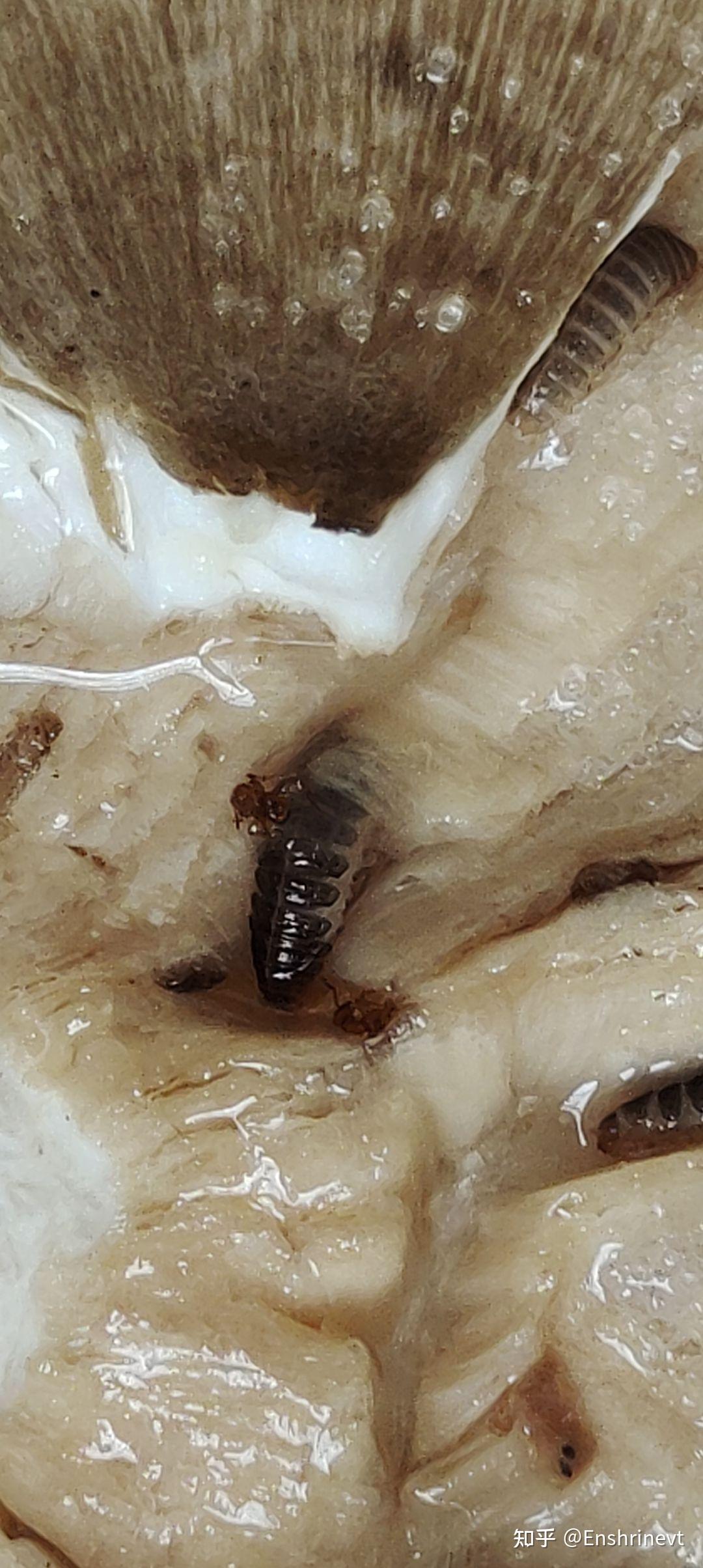 野外摘的鸡枞菌里有小虫子,呈白色 有脚 背是黑色的幼虫.