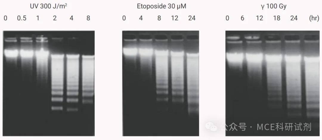 细胞凋亡检测方法有哪些？常用的细胞凋亡检测实验步骤 | MCE - 知乎