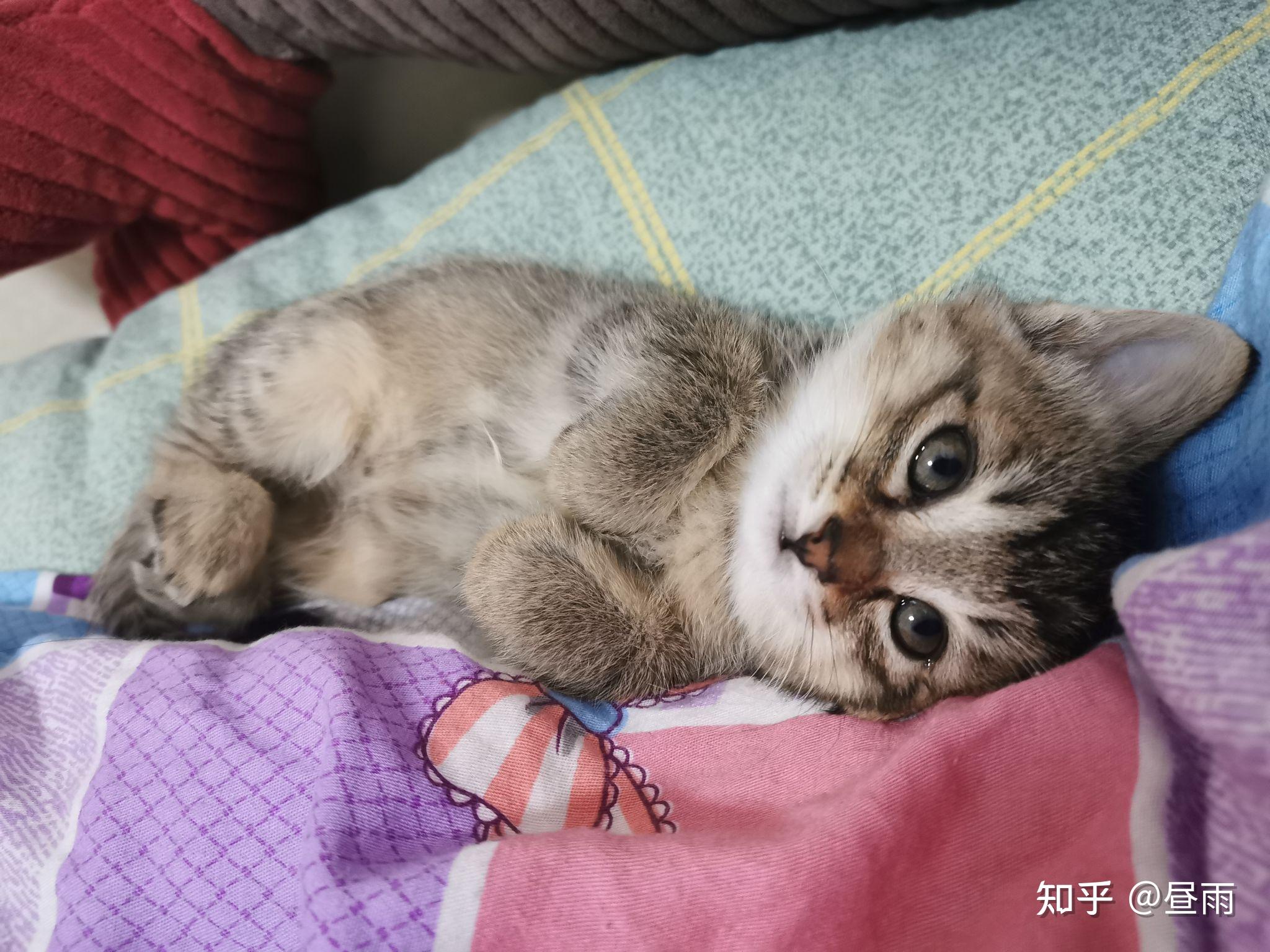 养雀猫(麻猫)是一种怎样的体验? - 知乎