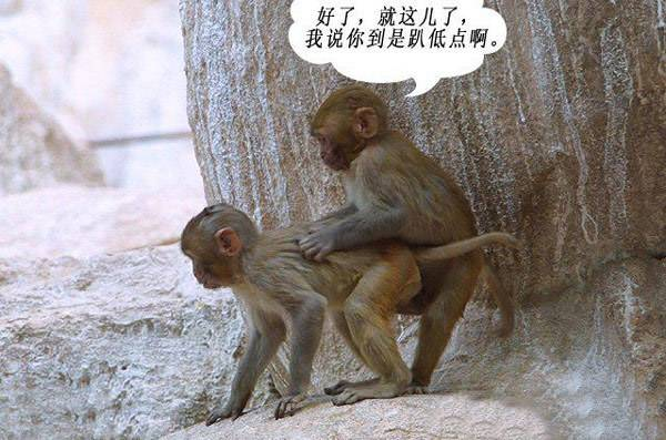 猴子都是怎么交配的? - 知乎