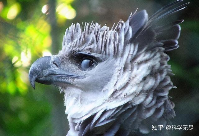 什么鸟类战斗力最强？ - 知乎
