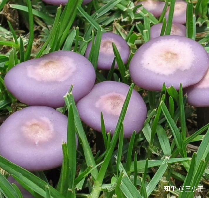 这种紫色的蘑菇有毒吗?