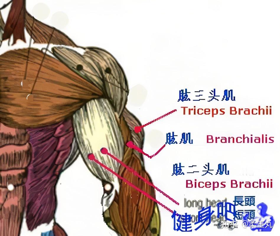锤式弯举效果(手臂增粗)是否比弯举好? - 知乎