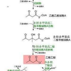 酮体 - 知乎