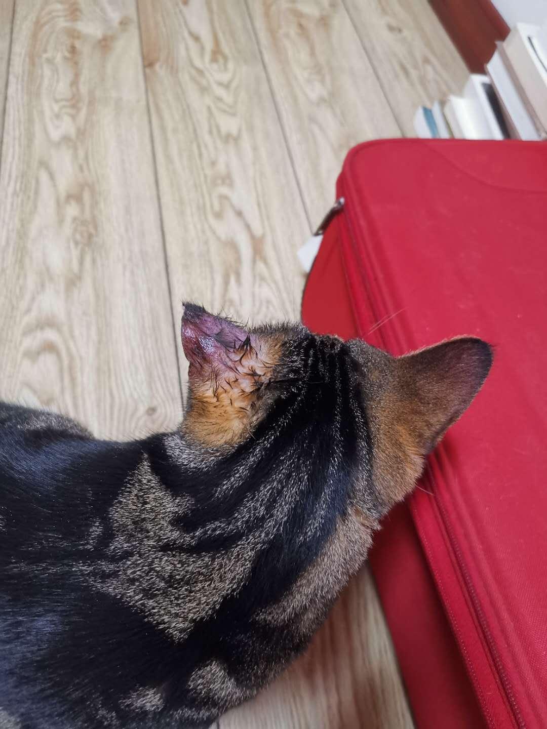 猫咪得了耳血肿怎么办