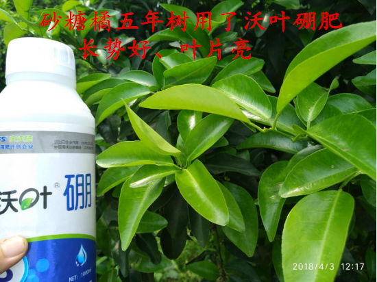 硼肥的作用 知乎 
