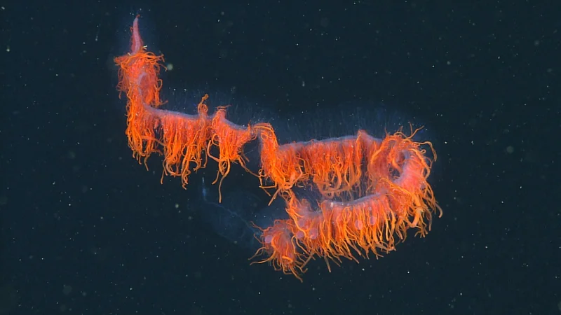 澳大利亚深海拍到120米长管状水母为啥会这么长深海中隐藏了多少人类