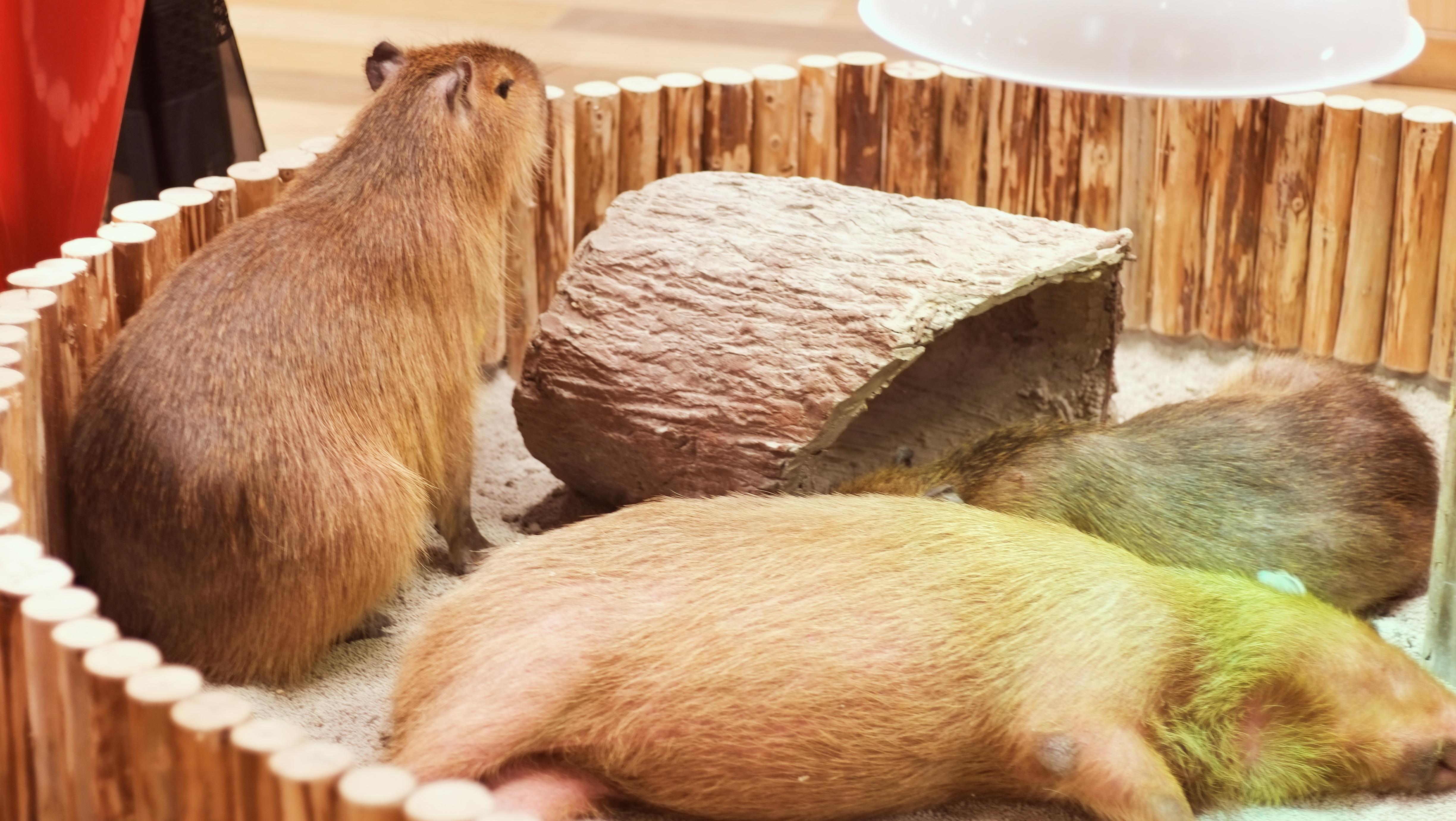 养水豚是一种什么体验? - 知乎