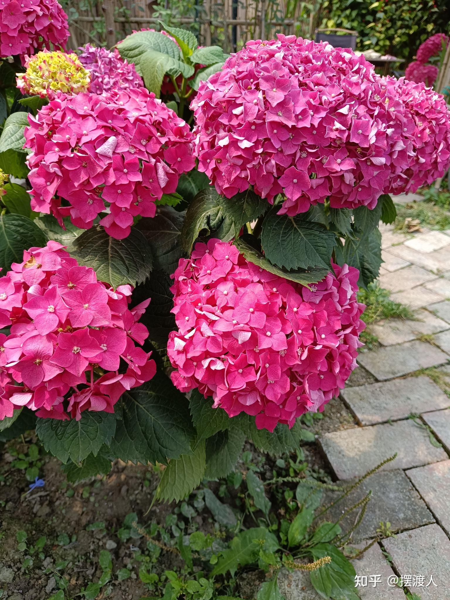 想养花，什么样的花好养，花期还长？ - 知乎