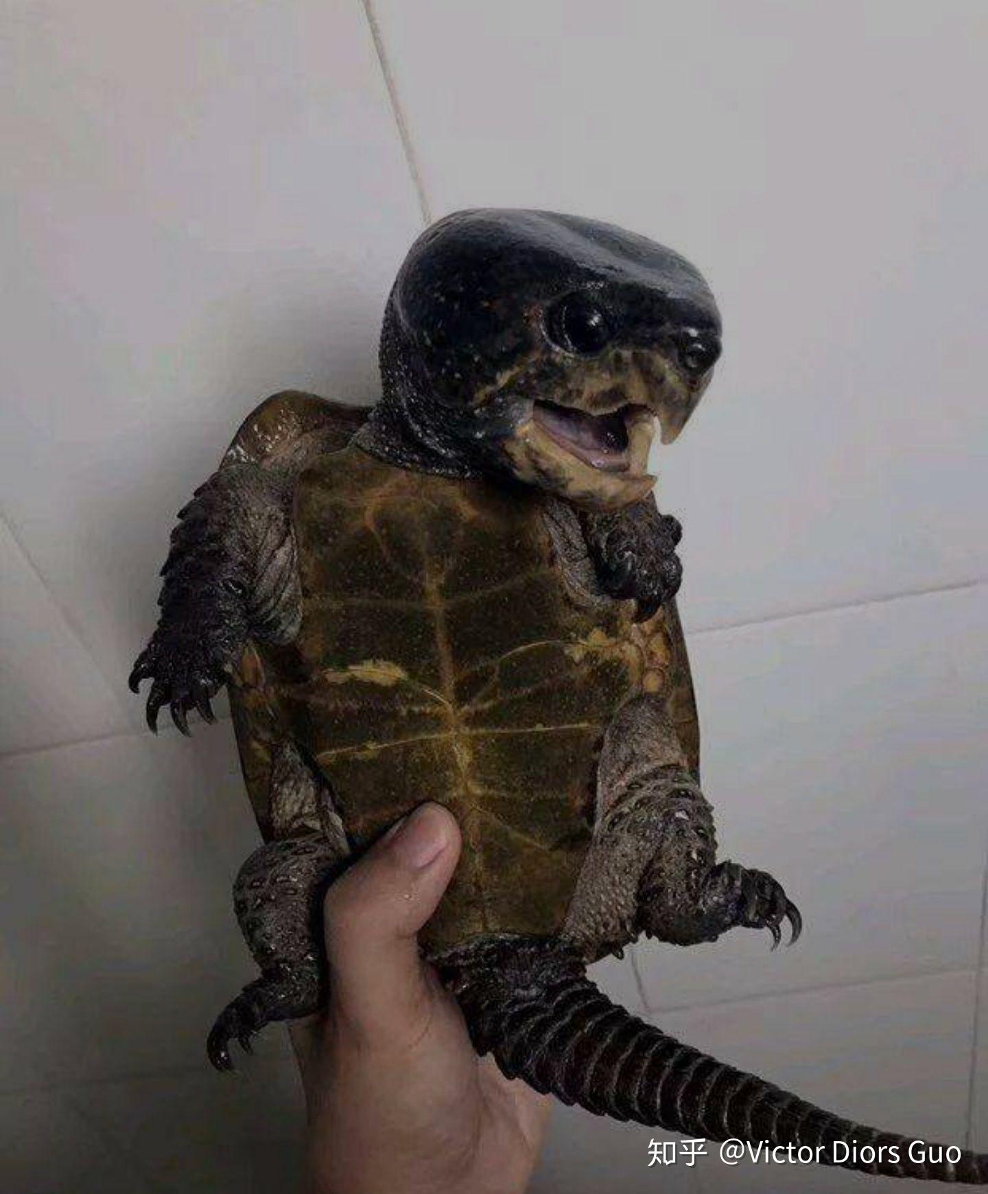 乌龟的龟最下面一笔很长带个弯钩表明古时候乌龟是一个长尾巴动物吗